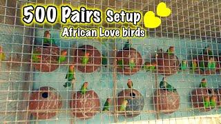 500 pairs African Love bird Colony Setup | Tanvir Ahmed | Bird Farm