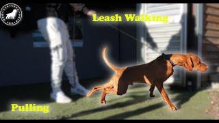 Pulling Like A Train !! Lead Walking Vizsla