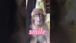 Smile King monkey