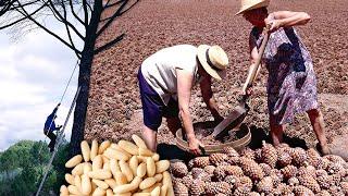 Los PIÑONES y su peligrosa obtención de los PINOS. Así era el duro oficio de las "ARDILLAS HUMANAS"