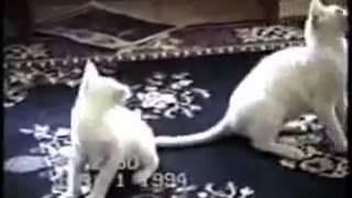 Смешное видео про кошек