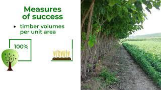 Agroforestry system design