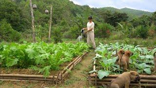 Mountain life: Caring for vegetable and corn gardens. Make delicious banana cake