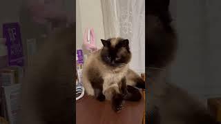 Самая любимая, самая умная наша Сонечка10 лет! Спи, наша девочка️#кошечка #kittycat #siamcat#соня