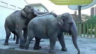 Elephants In Love - Romance Times For Elephants