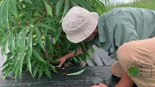 Building Kitchen Garden Beds & Root Crop Gardens: Grow Your Own Food Class with Wade Bauer