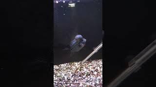 Feeding the Flowerhorn Cichlid #flowerhorncichlid #flowerhornfish #cichlid #fishfeeding