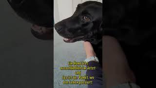 Im Moment leben wie ein Hund: Schlamm statt Sorgen!  #Lebensfreude #hundevideos