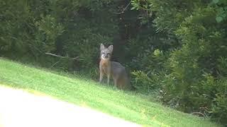 A Fox comes to Honesty Lane Lagoon, Sun City HHI S. C. July 2018