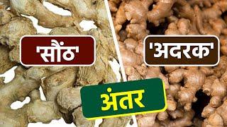 अदरक और सौंठ में अंतर | Adrak Aur Saunth Difference  | Ginger Dry Ginger Difference |Boldsky *Helath