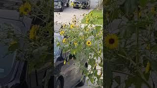 Lesser goldfinches on Common Sunflowers