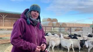 Signs Ewe is ready to lamb.