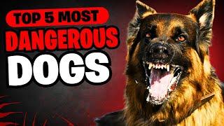 Top 5 Most Dangerous Dog Breeds in the World