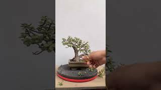 #bonsaitree #bonsai #shorts