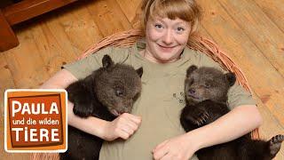 Paula und die wilden Bären | Film | Paula und die wilden Tiere