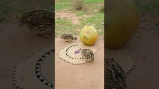 Smart Idea Create Easy Bird Trap - Technique Quail Trap #simple trap #shorts #technique #coconut