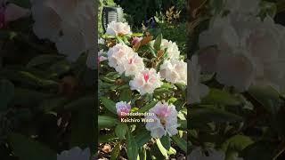 Краски Мая в саду  Mein Garten ️