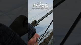 Простейший монтаж тепличной пленки на клубничный парник.  #farming