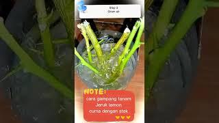 #shorts cara gampang stek jeruk lemon, cuma rendam air langsung tumbuh #short