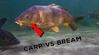 Can you catch a carp between breams (underwater video)