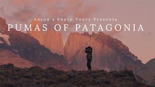 Pumas of Patagonia  - Presented by Aaron's Photo Tours