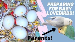 How I Prepare for 5 Baby Lovebirds | Proper & Ethical Breeding of Lovebirds