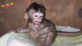 therapy to wean baby monkeys from sucking their thumbs || poor baby monpai