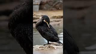 Большой баклан. Ленинградский зоопарк