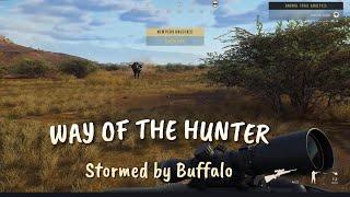 Way of the Hunter - Stormed by Buffalo and hunting Kudu (with shot analysis)