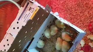 Meyer Hatchery Mail Order Chickens