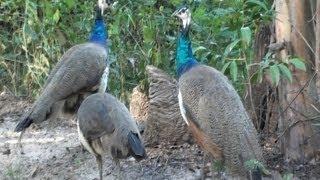 PAVÃO-INDIANO família (PAVO CRISTATUS), INDIAN PEAFOWL, PAVÃO-REAL, PAVÃO-AZUL, PEACOCK.