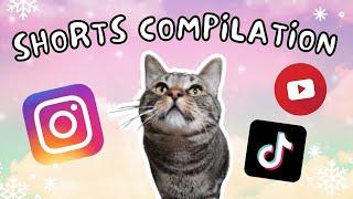 December Viral Cat Videos! - Best of Chip The Manx