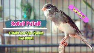 Suara PANCINGAN Kenari Paud Cepat BELAJAR BUNYI Ngeriwik || MASTERAN Kenari Paud || Part 182