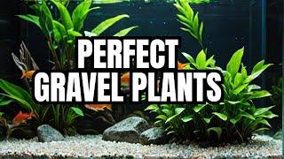 Top 10 Aquarium Plants That Grow In Gravel