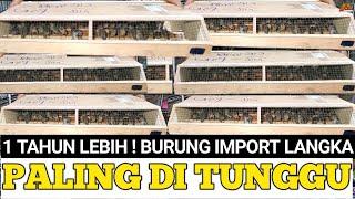 BUTUH WAKTU 1 TAHUN LEBIH ! AKHIRNYA BURUNG IMPORT INI DATANG JUGA !