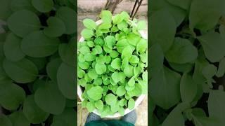 #Brinjal Plant Update From Seed #Yt Viral Shorts #Egg Plant Growing #Baigan ke Poudhe #Garden_view