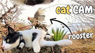 Cats With Cameras Arguing Over Territory and Chasing Chickens