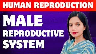 NEET 2026 | Human Reproduction L-1| Male Reproductive System | Class 12 | NCERT #neet