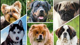 50 Perros de raza Grande, Mediana, Pequeña Pomerania, Husky Siberiano, Bulldog Frances y más