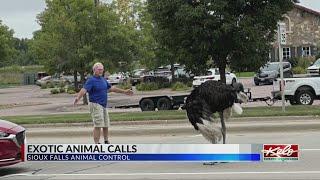 Animal Control talks ostrich, snakes pigs and more