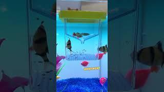 harvest a nest #guppy #fishtank #whowillbemylifepartnerta #aquarium #fish #guppyfish #naturetank