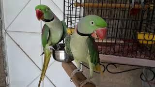 BEST | TALKING PARROT | PARADISE BIRDS INFORMATION OFFICIAL _ Youtube