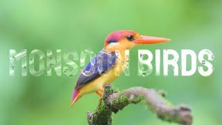 The Monsoon Rain Birds-Kingfishers in Western Ghats of India.
