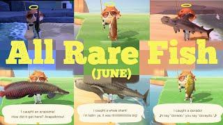 Catching ALL 13 Rare Fish [JUNE] - Animal Crossing New Horizons