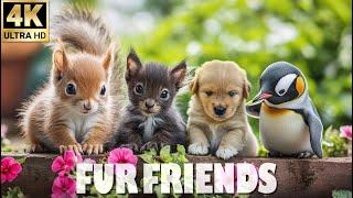 FUR FRIENDS 4K(60FPS)8 Hours CUTE ANIMALS RELAXATION FILMS with Relaxing Music | TV BGM 