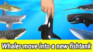 [EN] #76 Whales move into a new fishtank, kids education, Collecta figureㅣCoCosToy