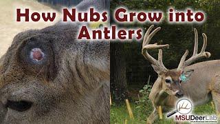 From Nubs To Growing Antlers: An Incredible Process