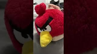 angry birb spittin