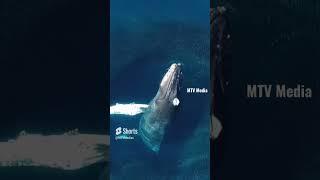 #whale #bluewhales #beauty #videography #mtvmedia   Domenic Biagini