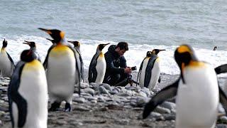 Discover Antarctica wildlife behind the lens of Harry Skeggs